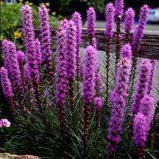 5 Prairie Gay Feather Seeds - Liatris spicata - Sow Spring - Perennial Seeds Worldwide Shipping