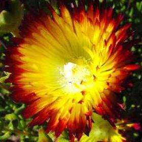 5 Drosanthemum bicolor Seeds - Buy Seeds from Africa for Native African Succulents - Indigenous