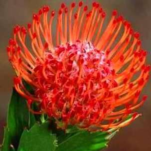 10 Leucospermum glabrum Seeds + Get FREE Seeds - Protea Family - Indigenous Flowering Shrub Seeds