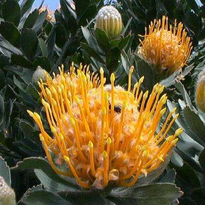 Leucospermum conocarpodendron Seeds - Protea Family - Indigenous - Cut Flower