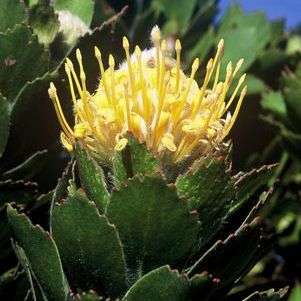 5 Leucospermum conocarpodendron Seeds - Protea Family - Indigenous - Cut Flower