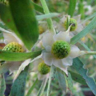 10 Leucadendron salicifolium Seeds - Protea Family - Indigenous Shrub Plant Native to South Africa