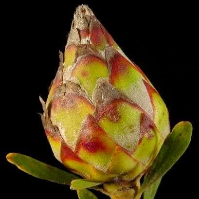 5 Leucadendron rubrum Seeds - Spinning Top Conebush - Protea Family - Indigenous