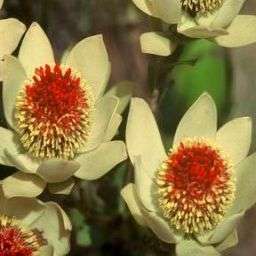 5 Leucadendron discolor Seeds - Protea Family - Buy Seeds for Indigenous Shrubs Native to Africa