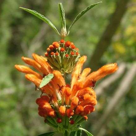 Leonotis leonurus - Wild Dagga Seeds (Lion's Tail) Indigenous Ethnobotanical Psychoactive