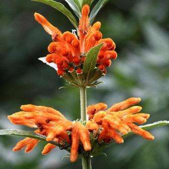 20 Leonotis leonurus - Wild Dagga Seeds (Lion's Tail) - Psychoactive Indigenous Ethnobotanical