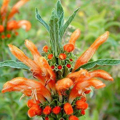 5 Leonotis leonurus - Wild Dagga Seeds (Lion's Tail) - Psychoactive Indigenous Ethnobotanical
