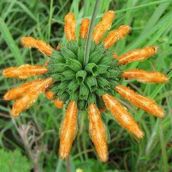 Leonotis intermedia, Klipdagga Seeds - South African Native Plants Worldwide Shipping - Indigenous