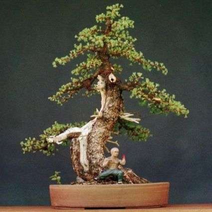 5 Larix laricina or Tamarack (American or Eastern Larch) Bonsai Tree Seeds for Sale in Africa