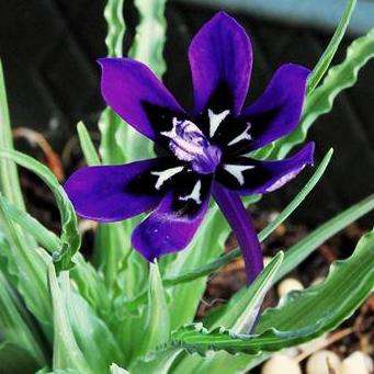 5 Lapeirousia oreogena Seeds - Indigenous South African Native Bulb Seeds for Sale - Worldwide Ship