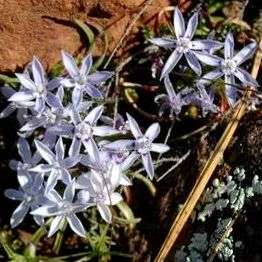 Lapeirousia montana Indigenous South African Perennial Bulb Seeds For Sale in South Africa