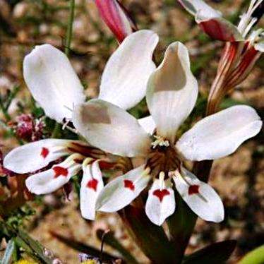 5 Lapeirousia fabricii Indigenous South African Native Perennial Bulb Seeds - Worldwide Shipping