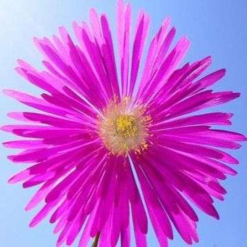 Lampranthus roseus Seeds - Buy Seeds for South African Indigenous Succulents in South Africa