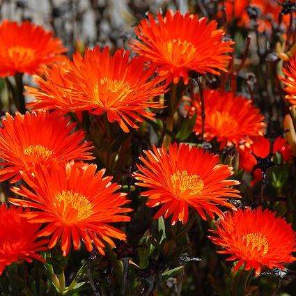 5 Lampranthus glaucoides Seeds - Indigenous South African Native Mesemb Succulent Seeds