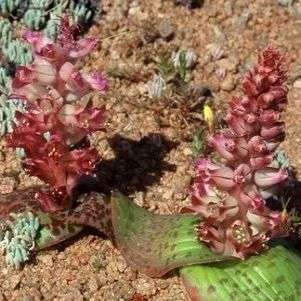 5 Lachenalia kliprandensis Seeds - Indigenous South African Native Perennial Bulbous Plant Seeds