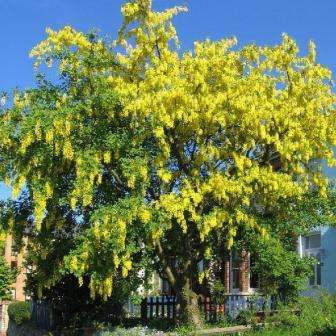 Goldenrain Tree Seeds, Laburnum anagyroides - Goldenchain Tree Seed For Sale in South Africa