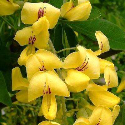 Goldenrain Tree Seeds, Laburnum anagyroides - Goldenchain Tree Seed For Sale in South Africa