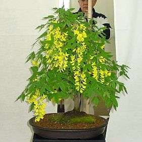 Goldenrain Tree Bonsai Seeds, Laburnum anagyroides - Goldenchain Bonsai Tree Seeds
