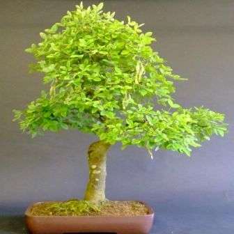 20 Goldenrain Tree Bonsai Seeds, Laburnum anagyroides - Goldenchain Bonsai Tree Seeds