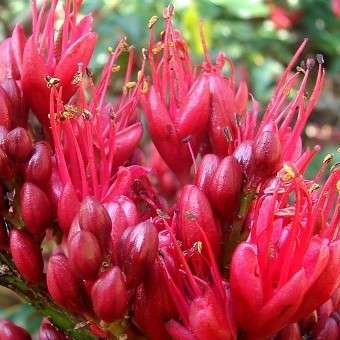 5 Weeping boer-bean - Schotia brachypetala Seeds - Indigenous South African Tree Seeds - Boom Saad