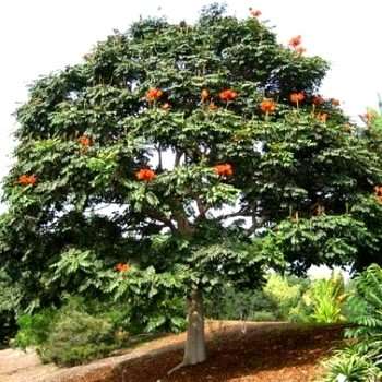 20 Karoo boer-bean - Schotia brachypetala Seeds - Indigenous South African Tree Seeds - Boom Saad