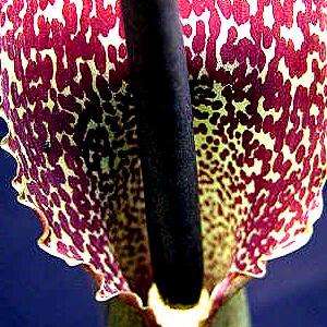 5 Sauromatum venosum Seeds - Monarch of the East, Voodoo lily Bulb Seeds for Sale in South Africa