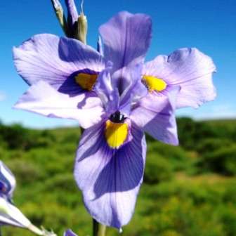20 Moraea polystachya Seeds - RARE in Habitat - Indigenous South African Perennial Bulb Seeds to Buy
