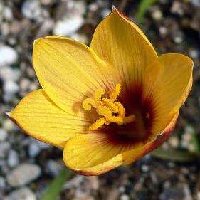 10 Habranthus tubispathus Seeds - Coppery Rain Lily + Lots of FREE Seeds with All Orders!