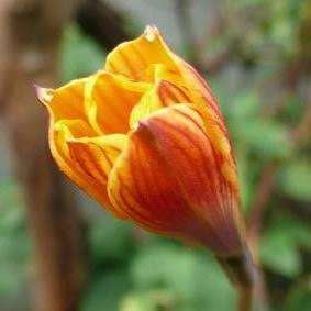 Habranthus tubispathus Seeds - Coppery Rain Lily + Lots of FREE Seeds with All Orders!
