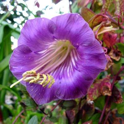 5 Cup & Saucer Vine Seeds ~ Cobaea scandens Seeds - Cathedral Bells Flowering Vine Seeds