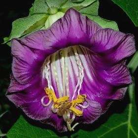 Cup & Saucer Vine Seeds ~ Cobaea scandens Seeds - Cathedral Bells Flowering Vine Seeds