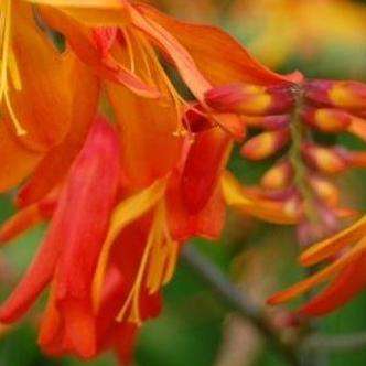 5 Crocosmia aurea - Falling Stars, Valentine Flower Seeds - Indigenous South African Bulb Seeds