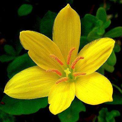 5 Zephyranthes sulphurea Seeds - Perennial Bulb - Worldwide Delivery