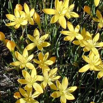 5 Zephyranthes sulphurea Seeds - Perennial Bulb - Worldwide Delivery