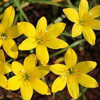 5 Zephyranthes sulphurea Seeds + FREE Seeds with ALL orders - Worldwide Delivery