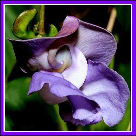 Snail Vine - Vigna caracalla Seeds + FREE SEEDS WITH ALL ORDERS - Creeper Climber