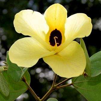 5 Bauhinia tomentosa Tree Seeds ~ Yellow Bauhinia, Geelbeesklou - Indigenous South African Shrub