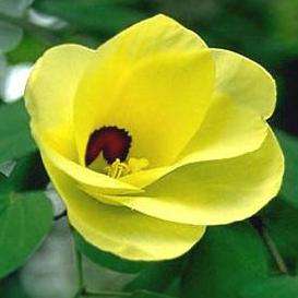 5 Bauhinia tomentosa Tree Seeds ~ Yellow Bauhinia, Geelbeesklou - Indigenous South African Shrub