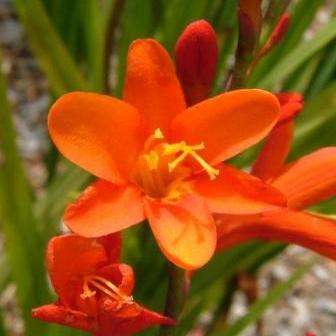 Crocosmia pottsii Seeds - Get FREE Seeds with ALL Orders - Indigenous South African Bulb Seeds