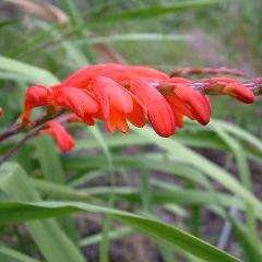 10 Crocosmia pottsii Seeds - Get FREE Seeds with ALL Orders - Indigenous South African Bulb Seeds