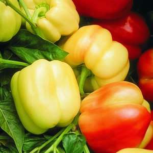 5 Blushing Beauty Sweet Bell Pepper Seeds - Capsicum annuum F1 Hybrid - Vegetable