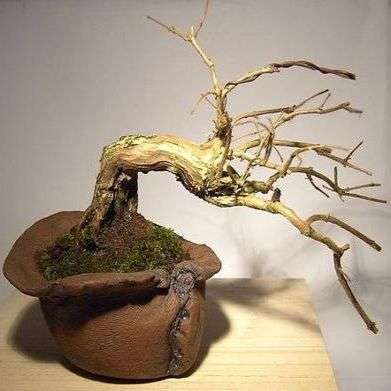 Dream Catcher, Beauty Bush or Pink Cloud Seeds - Kolkwitzia amabilis Bonsai Seeds Frost Hardy