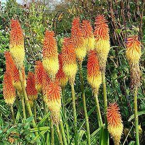 5 Kniphofia linearifolia Seeds - Sow Spring - Indigenous South African Bulbous Plant Seeds