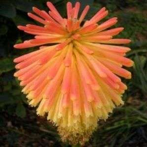 Kniphofia linearifolia Seeds - Sow Spring - Indigenous South African Bulbous Plant Seeds