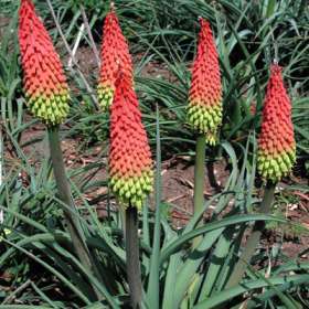 5 Kniphofia hirsuta Seeds - Sow Spring - Indigenous South African Bulbous Plant Seeds