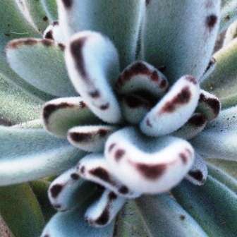 10+ Kalanchoe tomentosa Seeds - Madagascar Native Succulent Plant Seeds For Sale in South Africa
