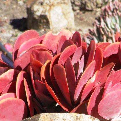 50 Kalanchoe thyrsiflora Seeds - Paddle Plant, Flapjacks, Indigenous South African Native Succulents
