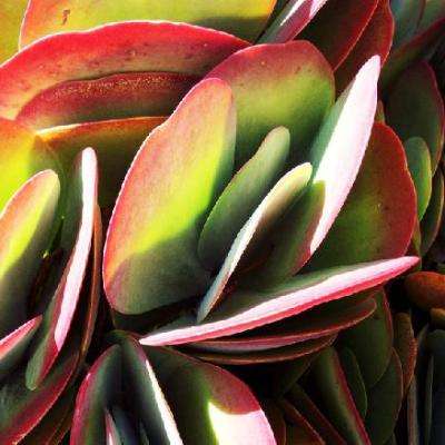 5 Kalanchoe thyrsiflora Seeds - Paddle Plant, Flapjacks, Indigenous South African Native Succulents