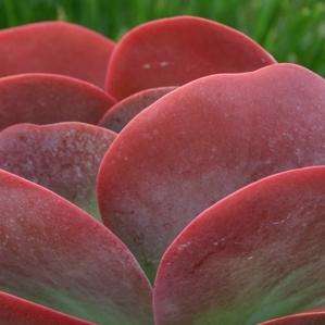 Kalanchoe thyrsiflora Seeds - Paddle Plant, Flapjacks, Indigenous South African Native Succulents