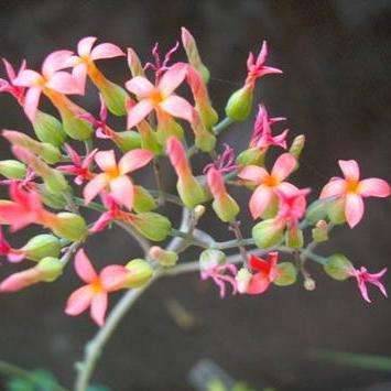 Kalanchoe rotundifolia Seeds - Indigenous South African Native Succulent Seeds For Sale